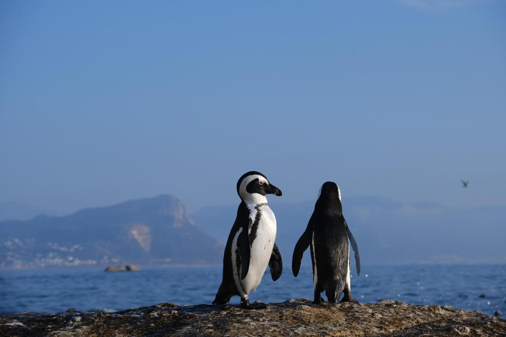 Penguin Haven . Luxury 2 Bedroom, Boulders Beach. Cape Town Bagian luar foto