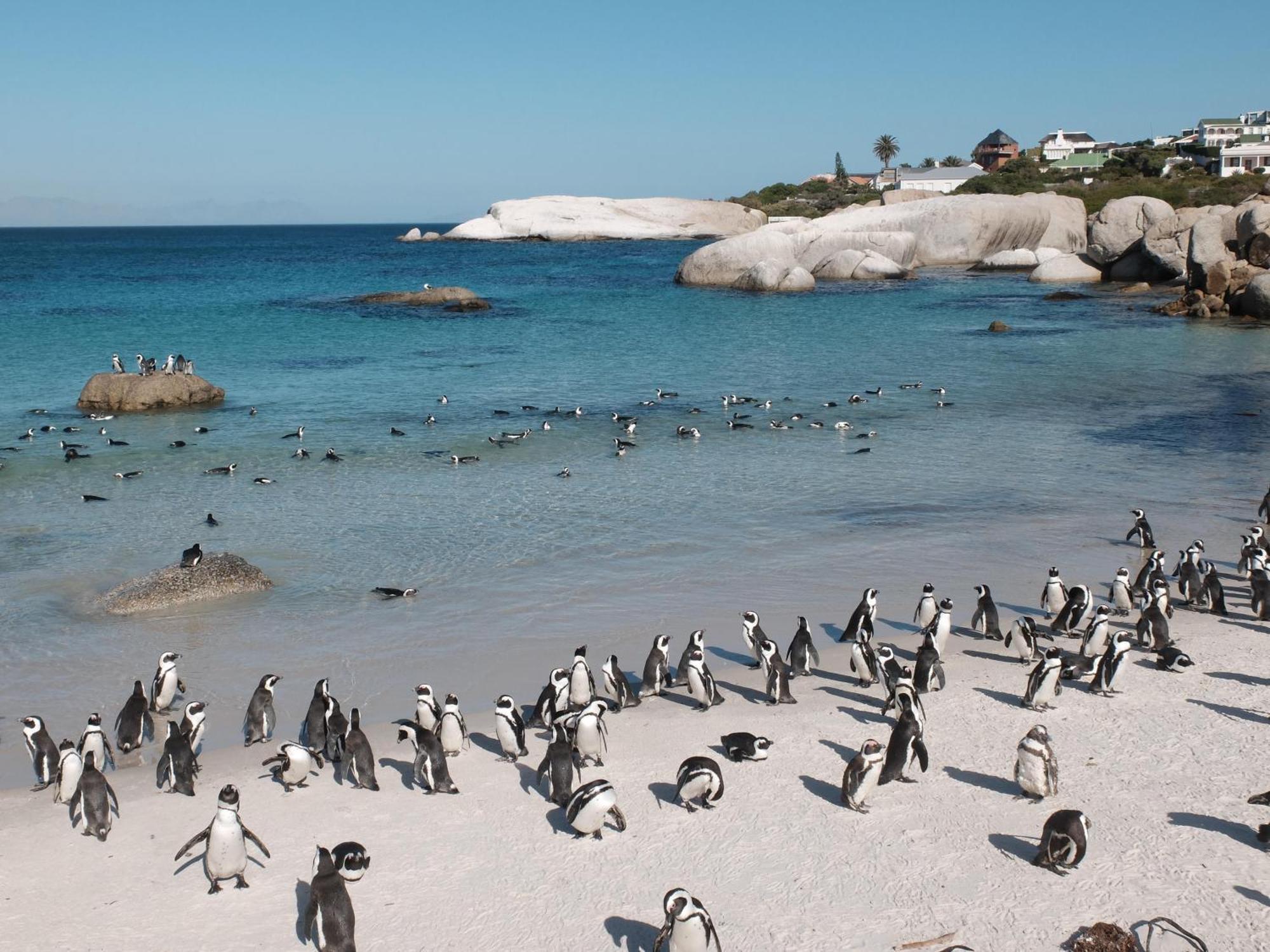 Penguin Haven . Luxury 2 Bedroom, Boulders Beach. Cape Town Bagian luar foto