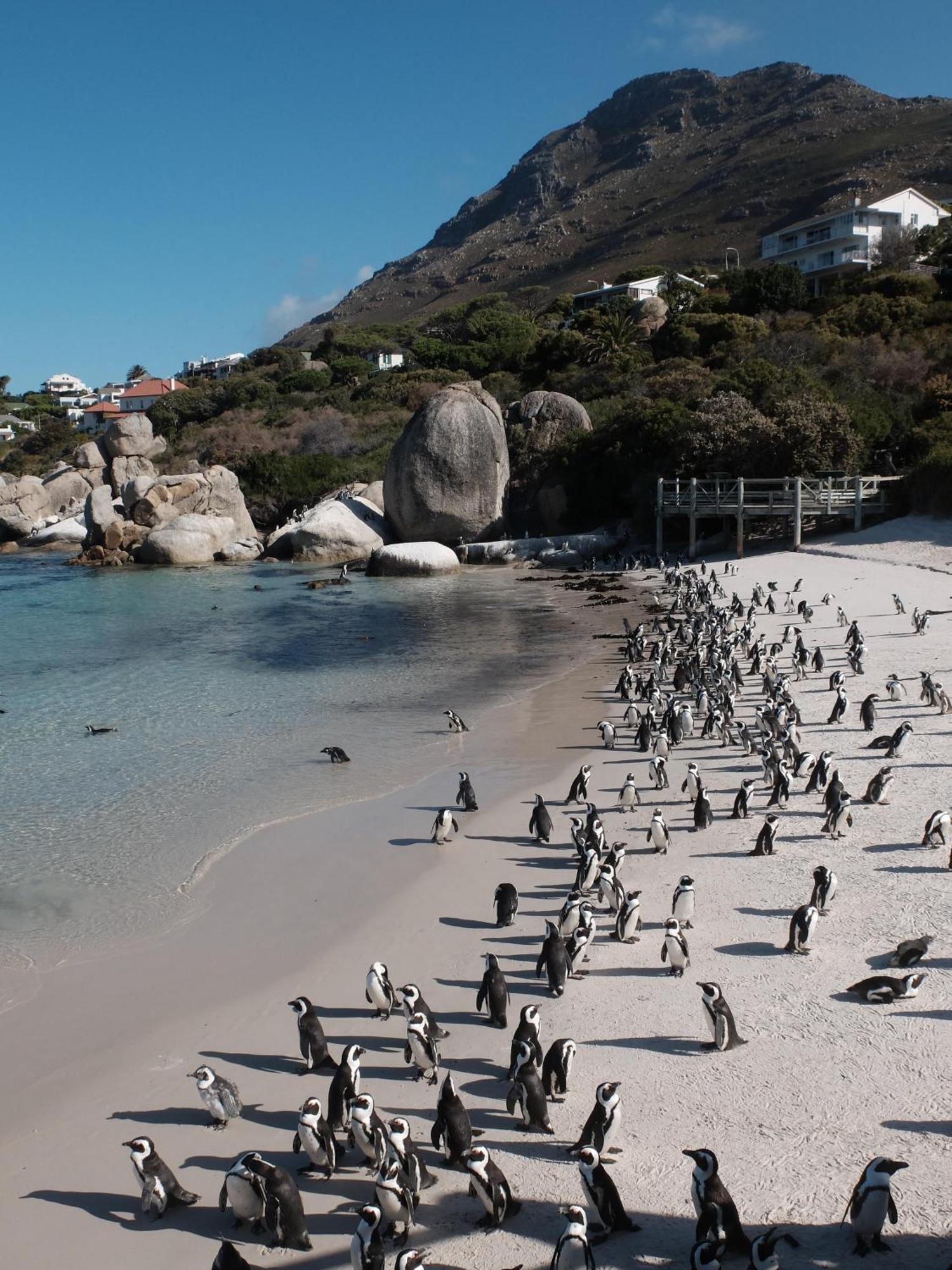 Penguin Haven . Luxury 2 Bedroom, Boulders Beach. Cape Town Bagian luar foto